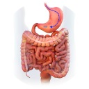 The first magnet enters the gut